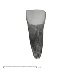 UW101-544c Homo naledi URDI1 labial