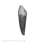 UW101-544c Homo naledi URDI1 mesial