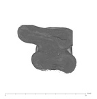 UW101-582 Homo naledi LLM1 apical