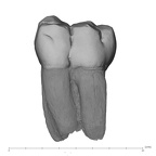 UW101-582 Homo naledi LLM1 buccal