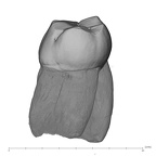 UW101-582 Homo naledi LLM1 distal