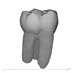 UW101-582 Homo naledi LLM1 lingual
