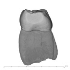 UW101-582 Homo naledi LLM1 mesial