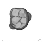 UW101-582 Homo naledi LLM1 occlusal