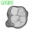 UW101-582 Homo naledi LLM1 ply