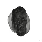 UW101-583 Homo naledi URM1 apical