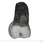 UW101-583 Homo naledi URM1 buccal