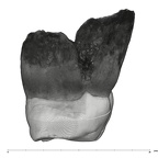 UW101-583 Homo naledi URM1 distal