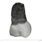 UW101-583 Homo naledi URM1 lingual