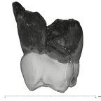 UW101-583 Homo naledi URM1 mesial