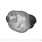 UW101-583 Homo naledi URM1 occlusal