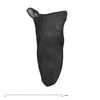 UW101-589 Homo naledi Molar root buccal