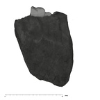 UW101-589 Homo naledi Molar root distal
