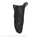 UW101-589 Homo naledi Molar root lingual