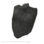 UW101-589 Homo naledi Molar root mesial