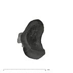 UW101-589 Homo naledi Molar root occlusal
