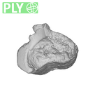 UW101-589 Homo naledi Molar root ply