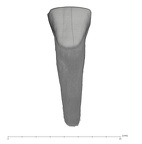 UW101-591 Homo naledi ULI1 labial