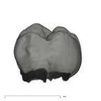 UW101-593 Homo naledi URM2 buccal