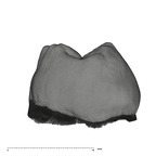 UW101-593 Homo naledi URM2 distal
