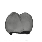 UW101-593 Homo naledi URM2 lingual