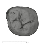 UW101-593 Homo naledi URM2 occlusal