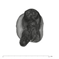 UW101-594 Homo naledi URM3 apical