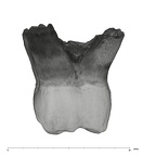 UW101-594 Homo naledi URM3 buccal