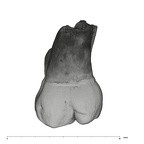 UW101-594 Homo naledi URM3 distal