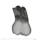 UW101-594 Homo naledi URM3 lingual