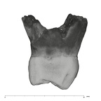 UW101-594 Homo naledi URM3 mesial