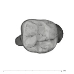 UW101-594 Homo naledi URM3 occlusal