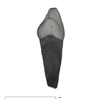 UW101-595 Homo naledi ULDC distal