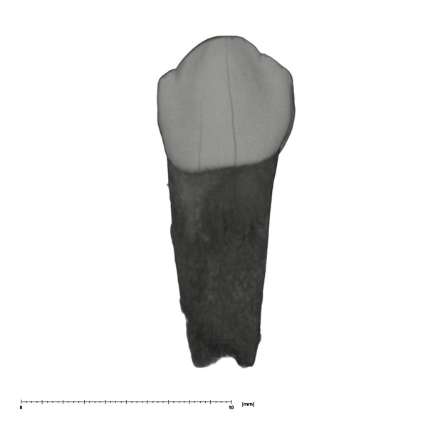 UW101-595 Homo naledi ULDC labial