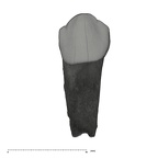 UW101-595 Homo naledi ULDC labial