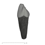 UW101-595 Homo naledi ULDC mesial