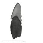 UW101-601 Homo naledi LLI1 distal