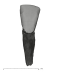 UW101-601 Homo naledi LLI1 labial