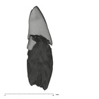 UW101-601 Homo naledi LLI1 mesial