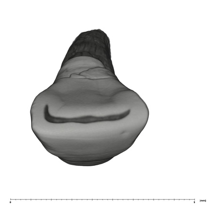 UW101-601 Homo naledi LLI1 occlusal