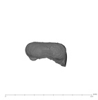 UW101-602 Homo naledi RM apical