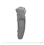 UW101-602 Homo naledi RM buccal