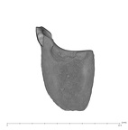UW101-602 Homo naledi RM distal