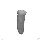 UW101-602 Homo naledi RM lingual