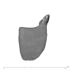 UW101-602 Homo naledi RM mesial