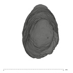 UW101-653 Homo naledi I root apical