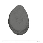 UW101-653 Homo naledi I root occlusal