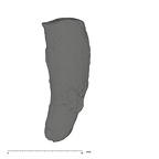 UW101-653 Homo naledi I root side 2
