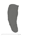 UW101-653 Homo naledi I root side 4