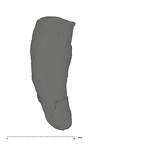 UW101-653 Homo naledi I root side 4